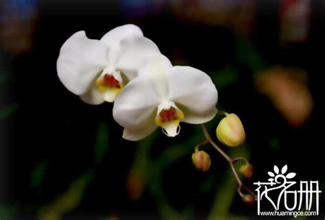 白色蝴蝶蘭花語